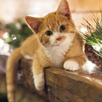qq头像小猫咪可爱呆萌图片
