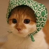 qq头像小猫咪可爱呆萌图片