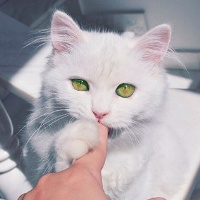 qq头像小猫咪可爱呆萌图片