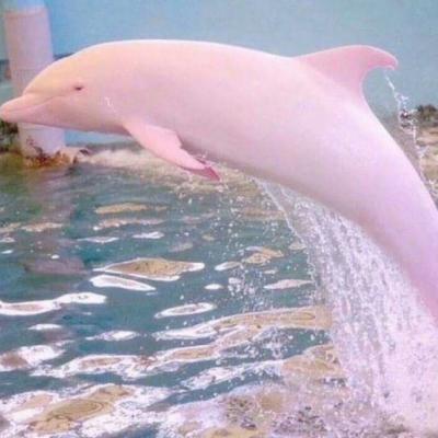 女生头像少女心静物