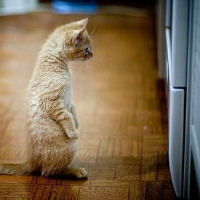 qq头像小猫咪可爱呆萌图片