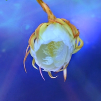微信一朵花简约干净清新头像