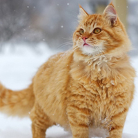 qq头像小猫咪可爱呆萌图片