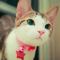 qq头像小猫咪可爱呆萌图片