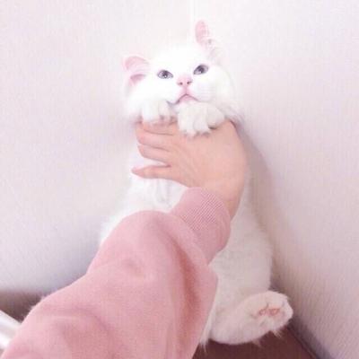 女生头像少女心静物
