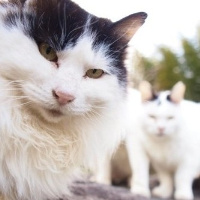 qq头像小猫咪可爱呆萌图片