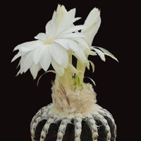 微信一朵花简约干净清新头像