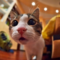 qq头像小猫咪可爱呆萌图片