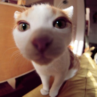 qq头像小猫咪可爱呆萌图片