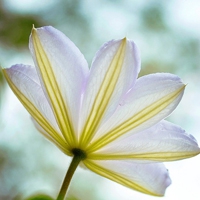 微信一朵花简约干净清新头像