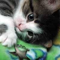 qq头像小猫咪可爱呆萌图片