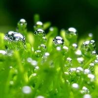 qq头像风景或花草清新图片