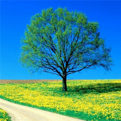 微信头像风景一棵树