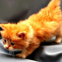 qq头像小猫咪可爱呆萌图片