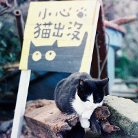 qq头像小猫咪可爱呆萌图片