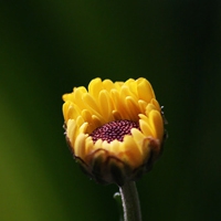 微信一朵花简约干净清新头像