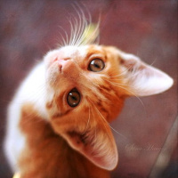 qq头像小猫咪可爱呆萌图片
