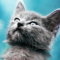 qq头像小猫咪可爱呆萌图片