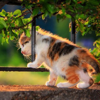 qq头像小猫咪可爱呆萌图片