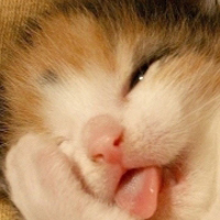 qq头像小猫咪可爱呆萌图片