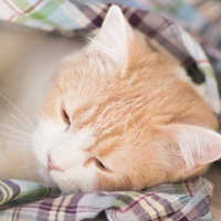qq头像小猫咪可爱呆萌图片