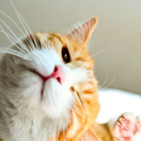 qq头像小猫咪可爱呆萌图片