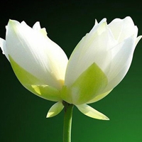 微信一朵花简约干净清新头像