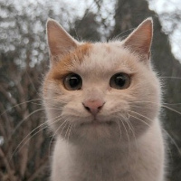 qq头像小猫咪可爱呆萌图片