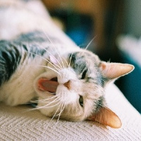 qq头像小猫咪可爱呆萌图片
