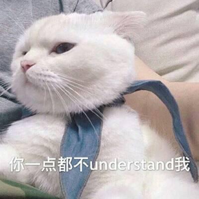 猫咪头像高清带字可爱图片