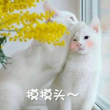 猫咪头像高清带字可爱图片