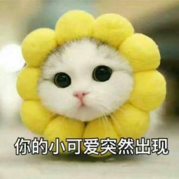 猫咪头像高清带字可爱图片