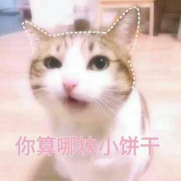 猫咪头像高清带字可爱图片
