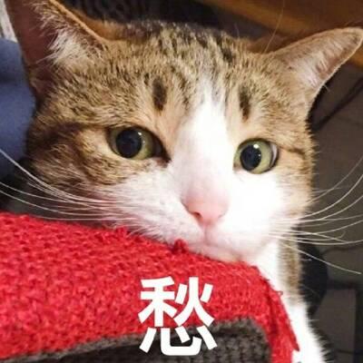 猫咪头像高清带字可爱图片