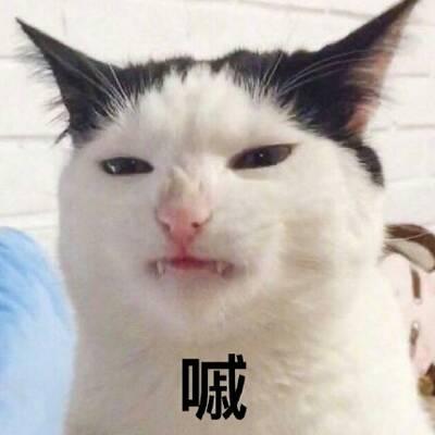 猫咪头像高清带字可爱图片