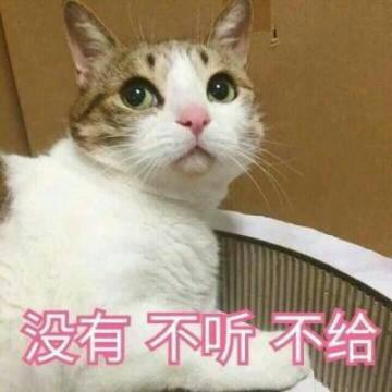 猫咪头像高清带字可爱图片