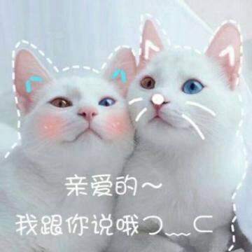 猫咪头像高清带字可爱图片