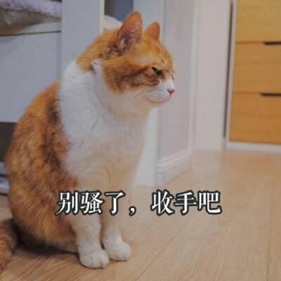 猫咪头像高清带字可爱图片