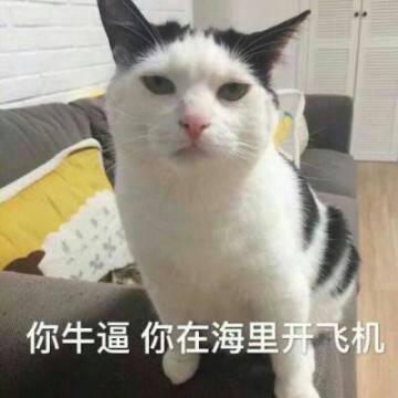 猫咪头像高清带字可爱图片