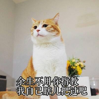 猫咪头像高清带字可爱图片