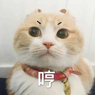 猫咪头像高清带字可爱图片