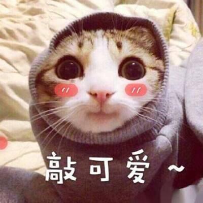 猫咪头像高清带字可爱图片