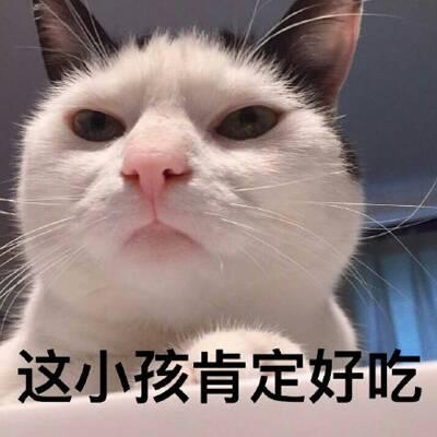 猫咪头像高清带字可爱图片