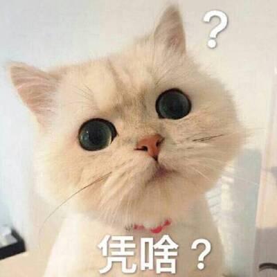 猫咪头像高清带字可爱图片