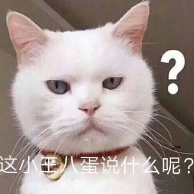 猫咪头像高清带字可爱图片