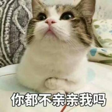 猫咪头像高清带字可爱图片