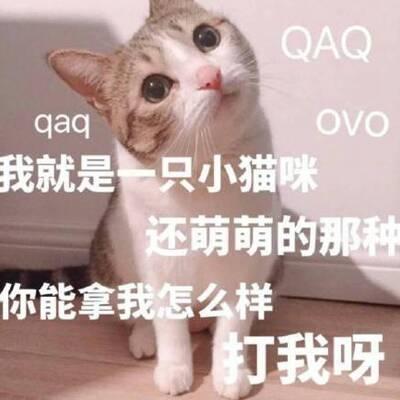 猫咪头像高清带字可爱图片