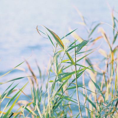 唯美意境风景图片头像