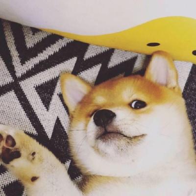 呆萌宠物头像图片