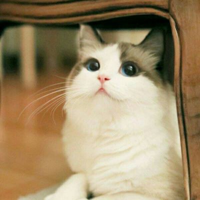 qq头像动物可爱萌猫图片